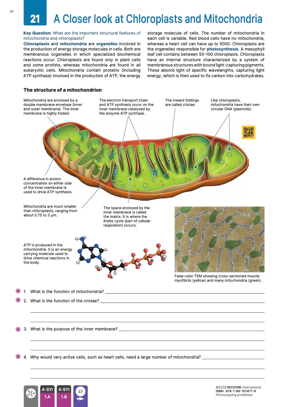 AP Biology  - Student Edition (4th Edition)