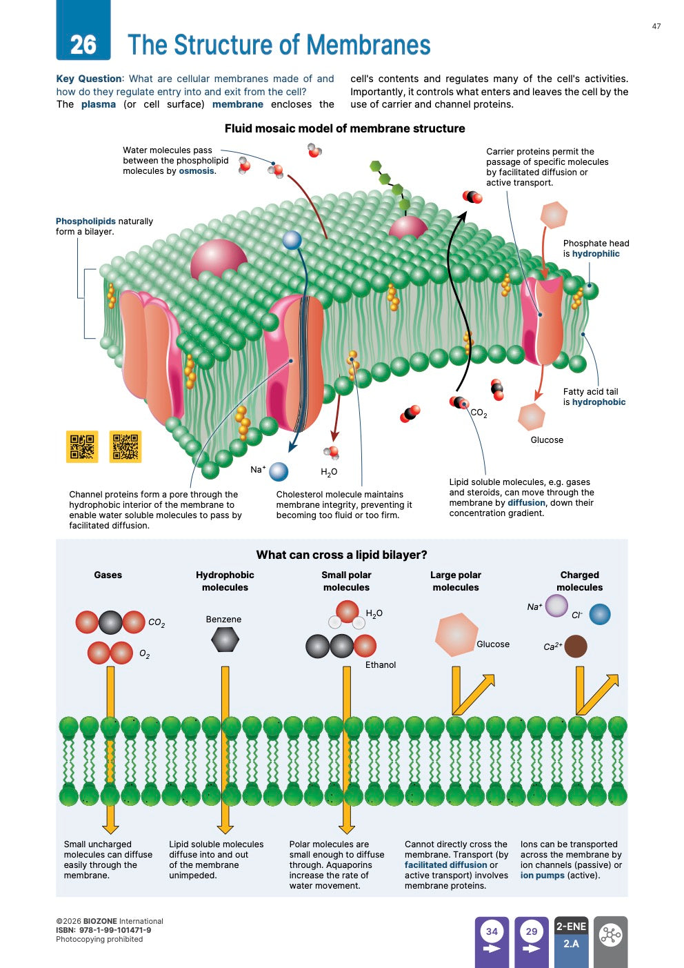 AP Biology  - Student Edition (4th Edition)