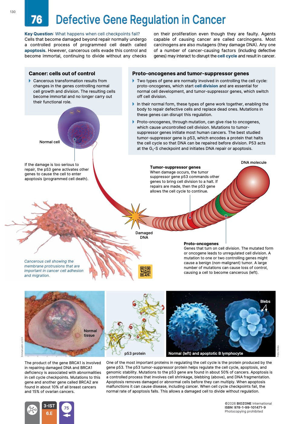 AP Biology  - Student Edition (4th Edition)