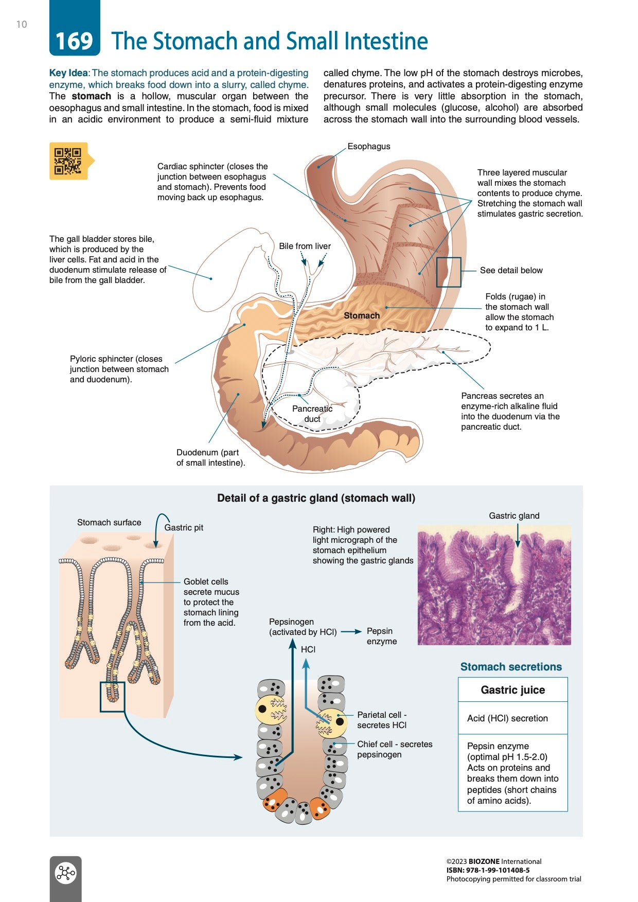 Anatomy & Physiology - Student Edition (3rd Ed)