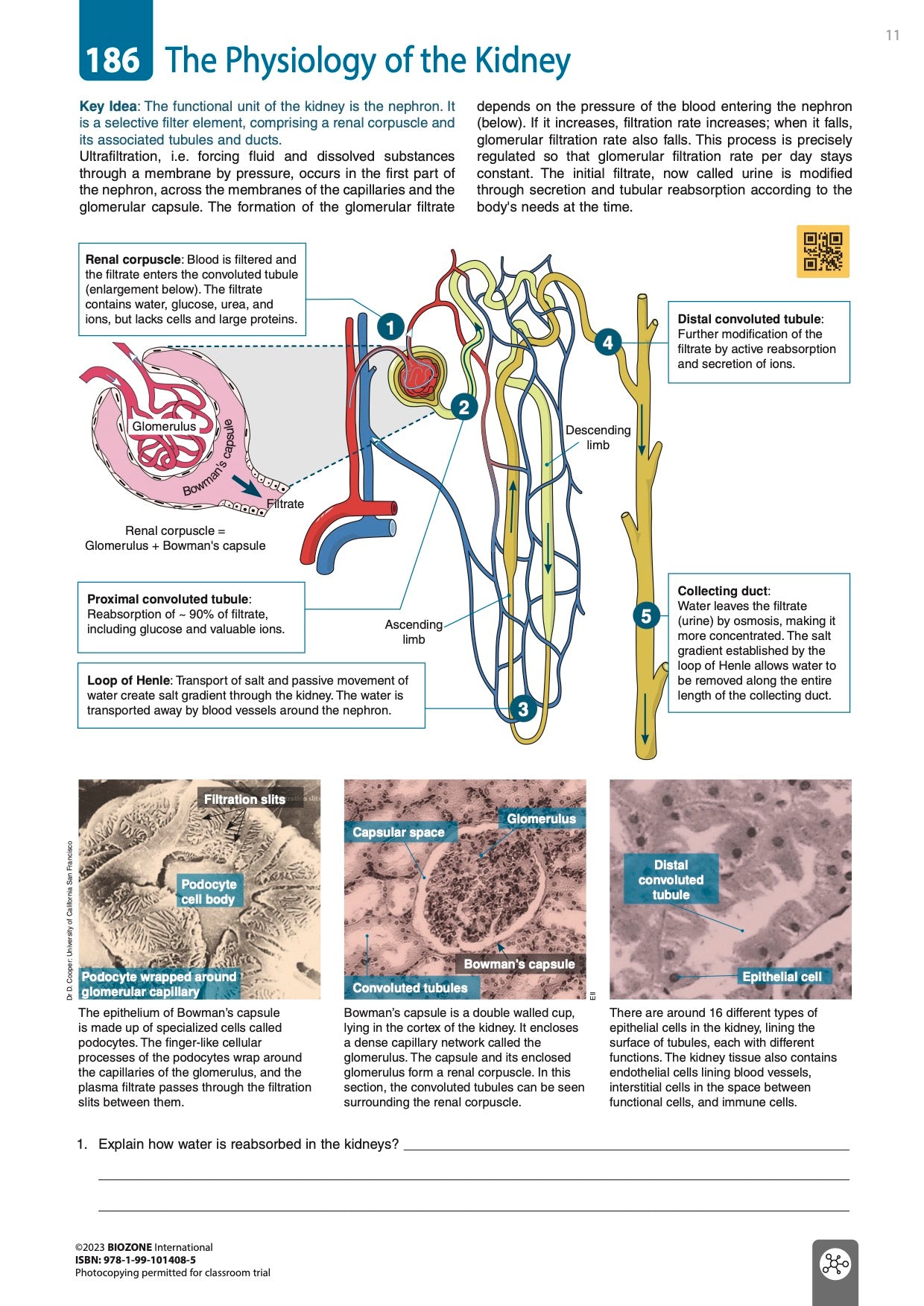 Anatomy & Physiology - Student Edition (3rd Ed)