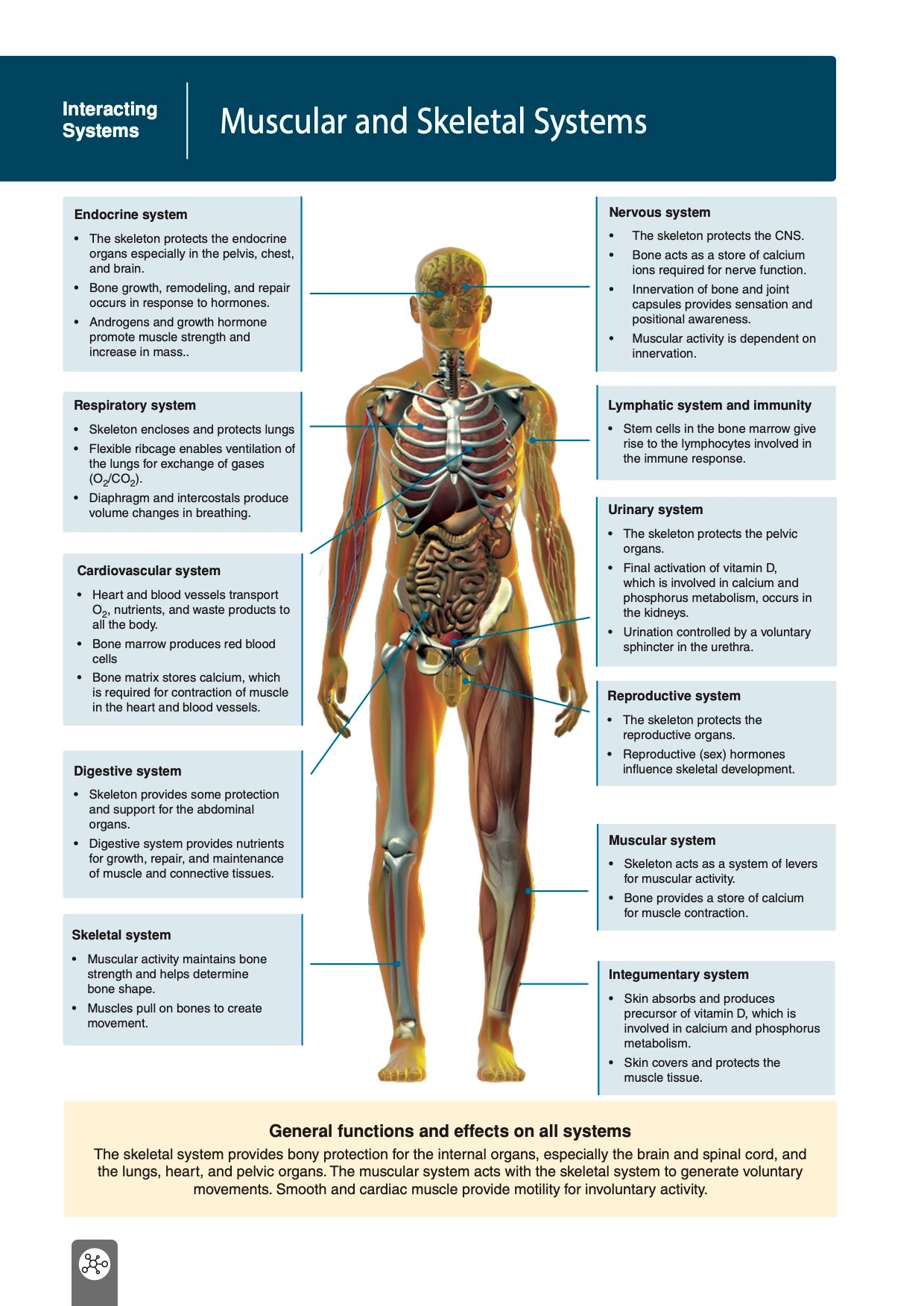 Anatomy & Physiology - Student Edition (3rd Ed)