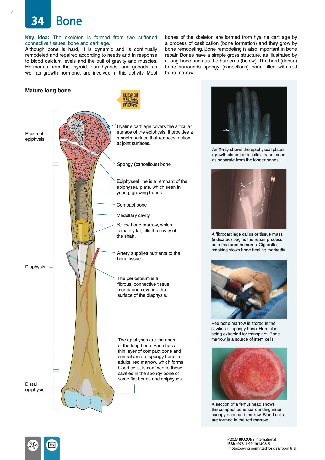 Anatomy & Physiology - Student Edition (3rd Ed)