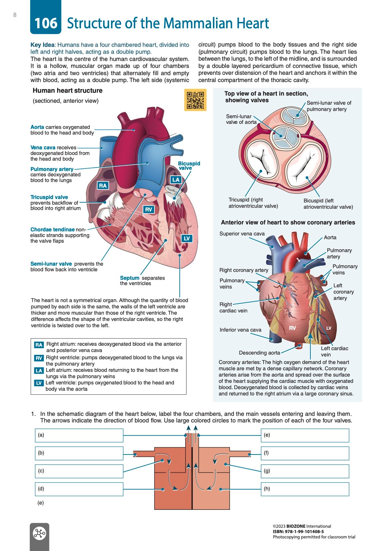 Anatomy & Physiology - Student Edition (3rd Ed)